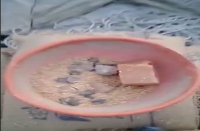 सरकारी खरीदी का अनाज वेयर हाउस पहुंचा तो बोरियों में निकले वजनी पत्थर