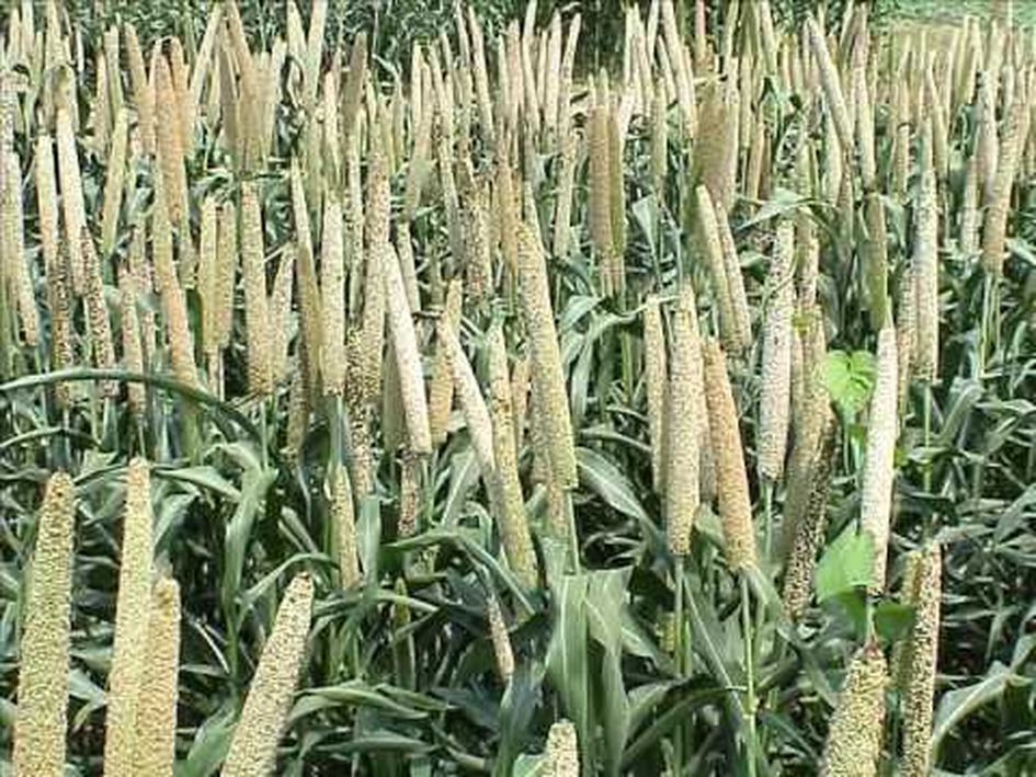 MILLETS--- 5 करोड़ की लागत से बनेगा मिलेट्स का सेंटर ऑफ एक्सीलेंस