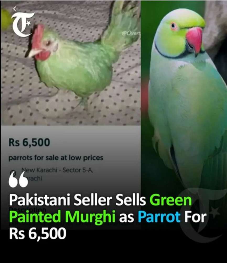 green_hen_as_parrot_for_sale.jpg