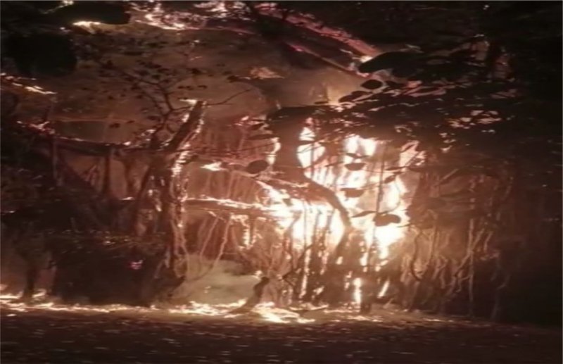 आग की चपेट में आया दो एकड़ में फैला 200 साल पुराना विशाल बरगद