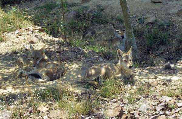 अच्छी पहल : डॉ. गुल्हाने ने समाजसेवी संग वन्यजीवों को गर्मी से बचाने के किए इंतजाम