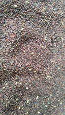 अब सरसों भी दिला रही जिले को प्रदेश में पहचान