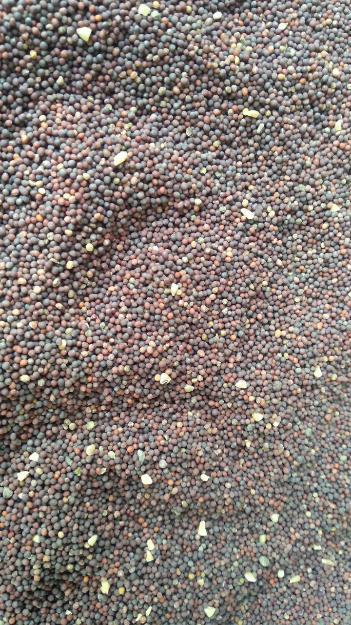 अब सरसों भी दिला रही जिले को प्रदेश में पहचान