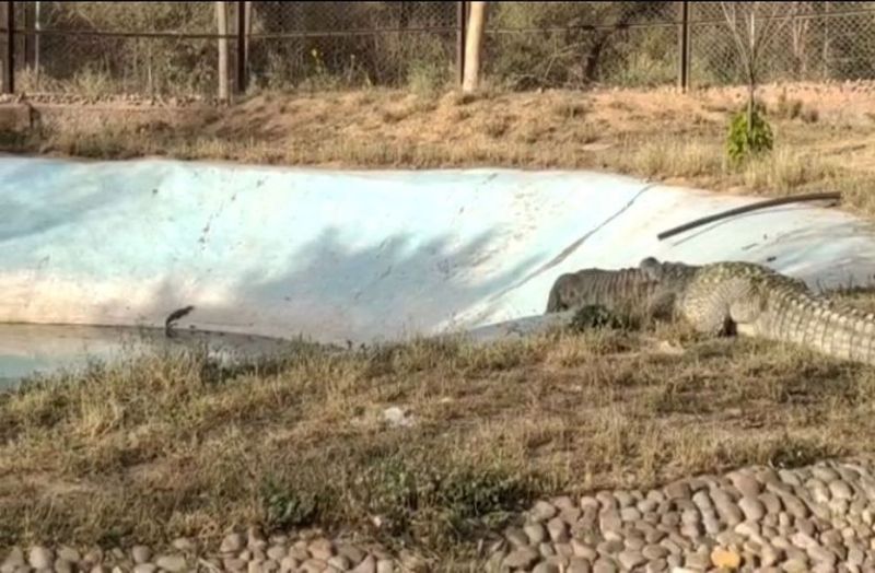 राजस्थान में पहली बार मादा मगरमच्छ ने दी खुशखबरी, इस साल दूसरी मादा भी उम्मीद से
