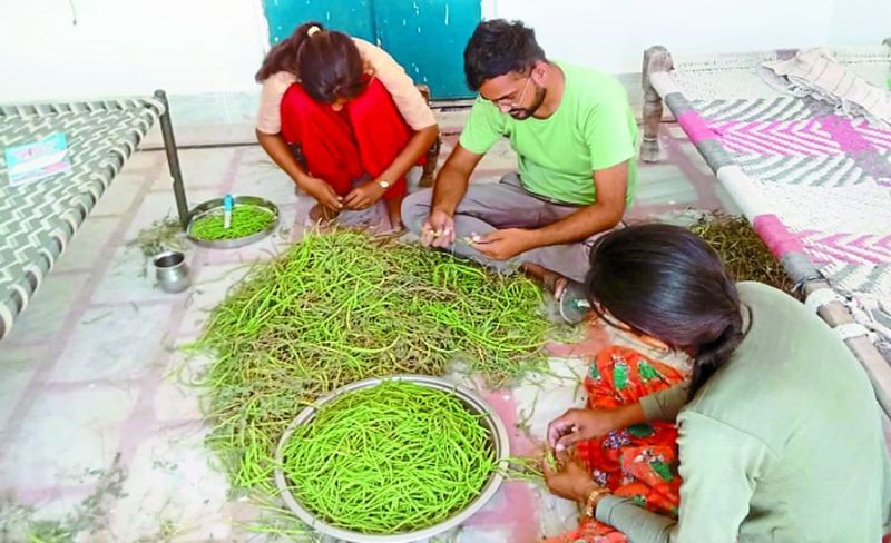 औषधीय गुणों के कारण सांगरी की बढी डिमांड