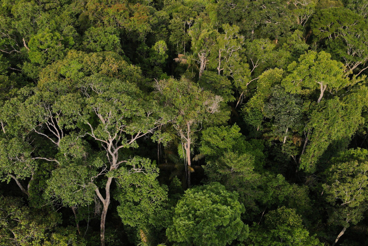 amazon_forest_in_colombia.jpg