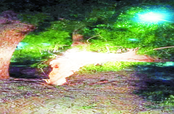 Patrika Photo Gallery: -  रात को बहुत तेज आया अधड़:, उखड़े पेड़, गिरे खम्भे, बिजली हो गई गुल