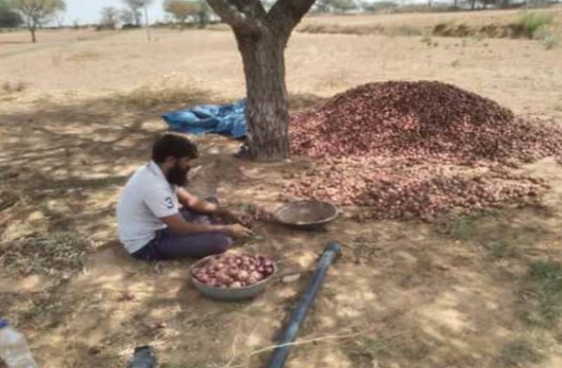 Shekhawati Onion