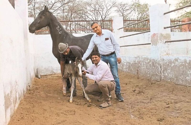 Surrogate Mare: सेरोगेट मदर बनी घोड़ी, देश की पहली मारवाड़ी बछेड़ी काे दिया जन्म