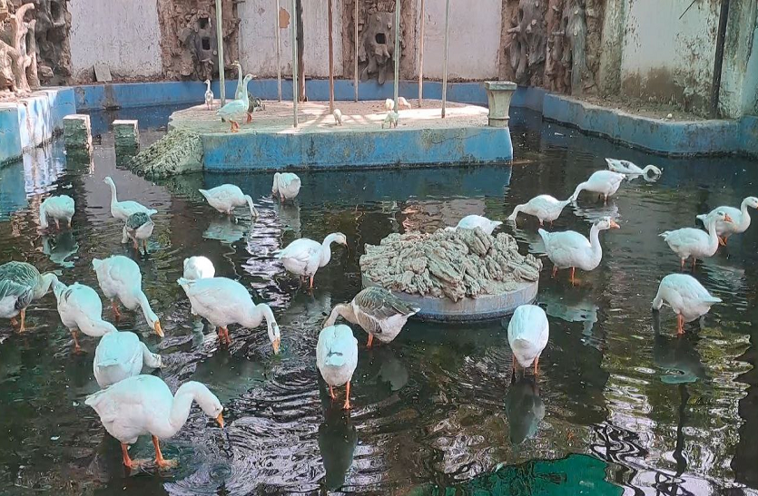 गर्मी के प्रकोप से वन्य जीव हो रहे परेशान