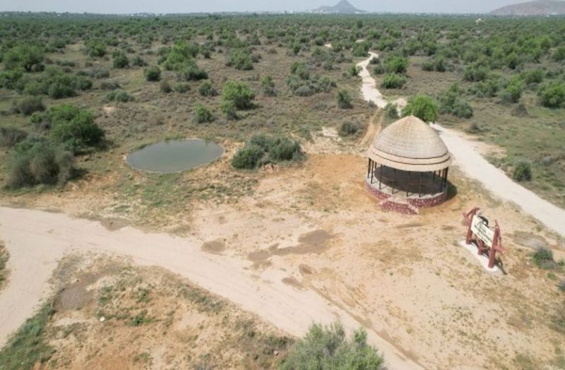 काले हिरण और चिंकारा देखने हैं तो चले आइए झुंझुनूं