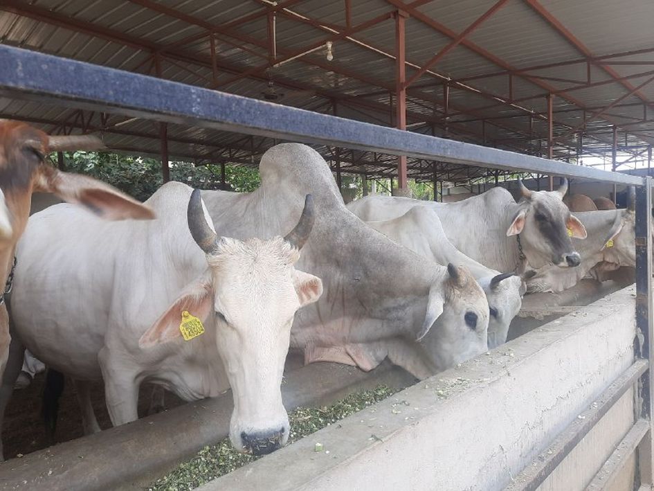 गोशालाओं में गोवंश की बताई संख्या ज्यादा, पशुपालन विभाग करेगा जांच
