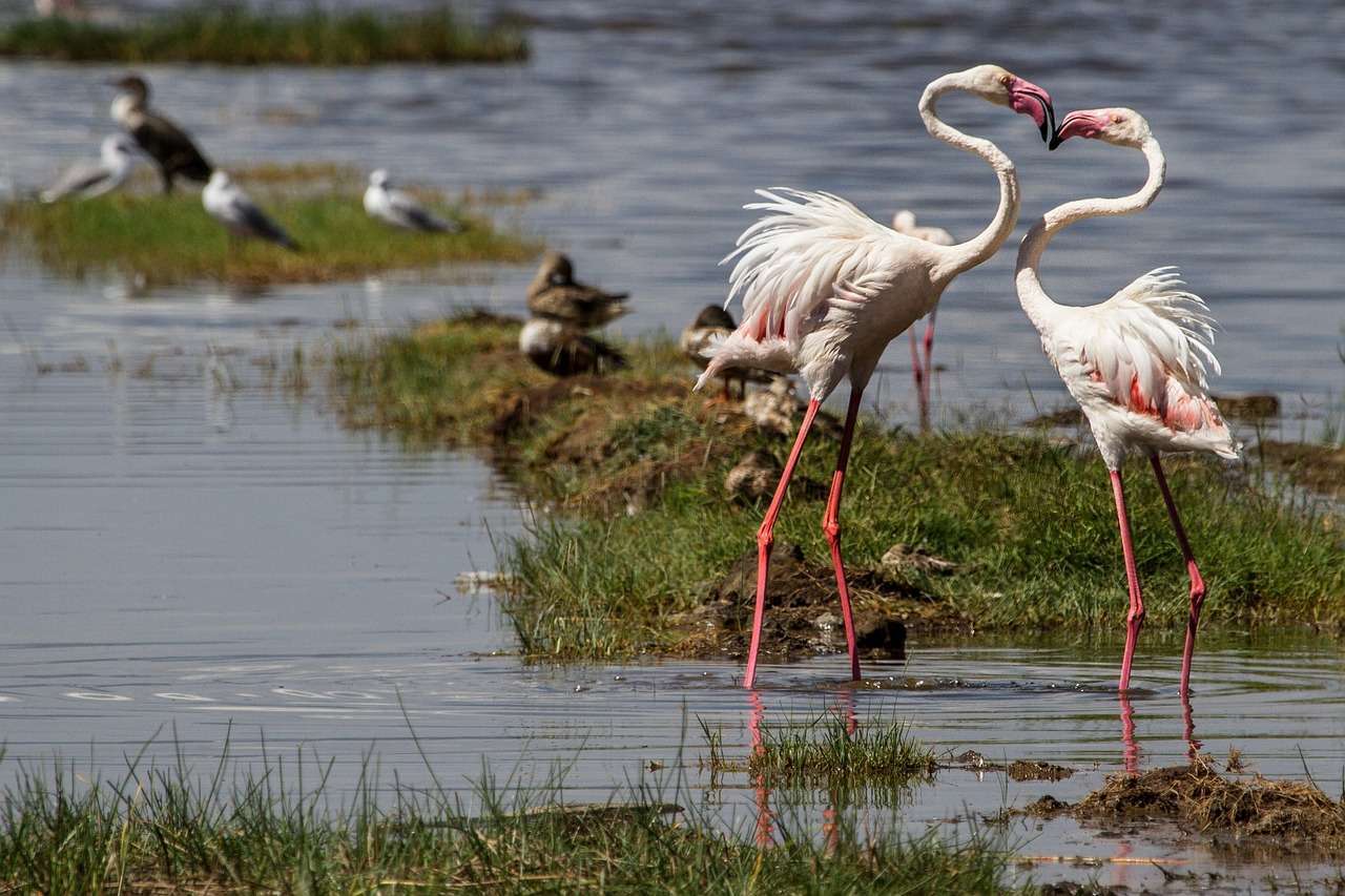 Birding at Pulicat Lake: नेचर और बर्ड्स से सजा है यह साउथ इंडिया का पुलिकट लेक