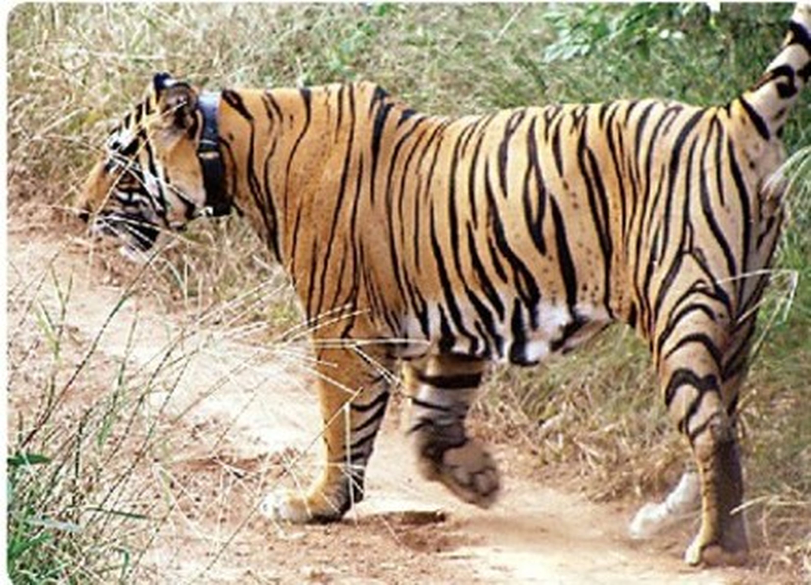 सरिस्का के बाघ