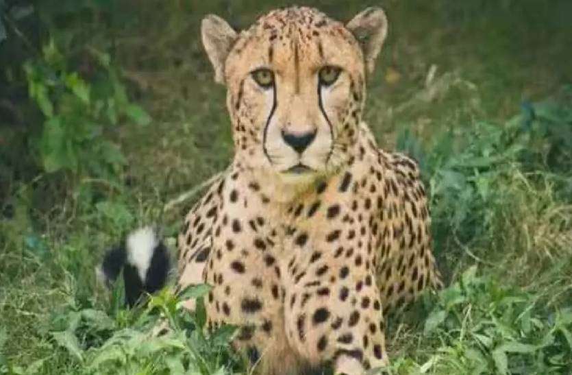 cheetah_uday.jpg