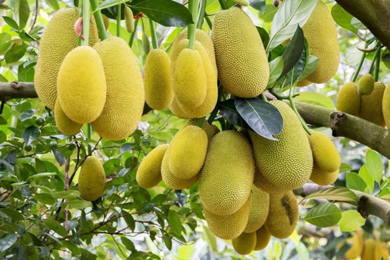 Siddharthnagar News bullies killed woman suspicion of jackfruit theft
