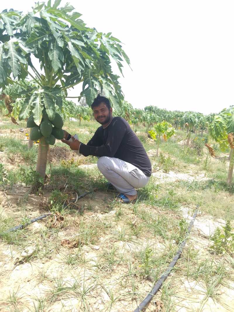 ताइवानी पपीता ने बदली खेती और किस्मत, आज कमा रहे लाखों