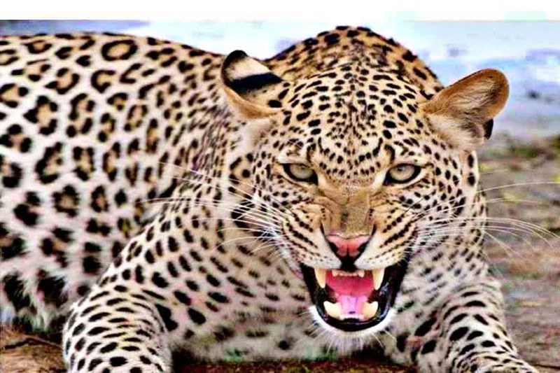 पैंथर patrika