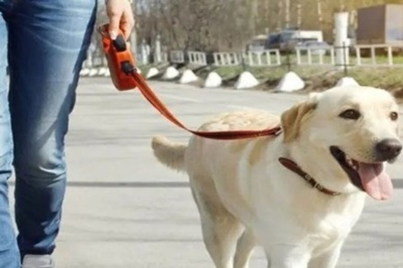 अगर कुत्ते ने काट लिया है तो इस हेल्पलाइन नंबर पर करें कॉल, नगर निगम जून में चलाएगा चेकिंग अभियान