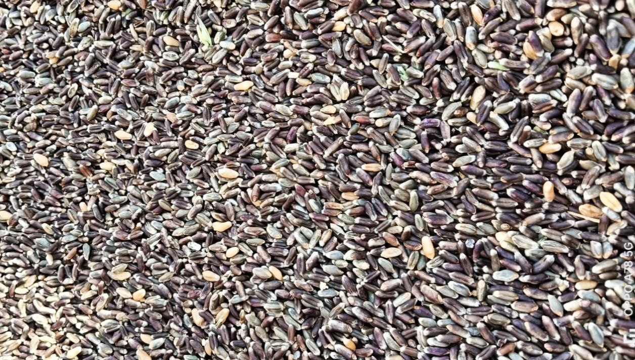 Agriculture : काले गेहूं की पैदावार दुगनी, भाव चार गुणा