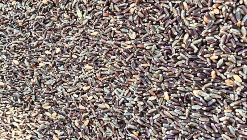 Agriculture : काले गेहूं की पैदावार दुगनी, भाव चार गुणा