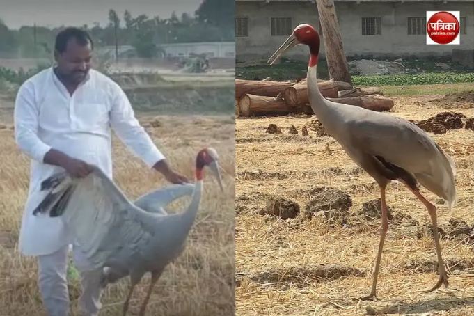 Ramsamuj friend stork in Mau