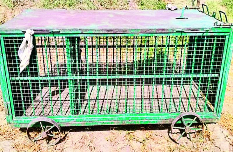 बस्सी में बघेरे का लगातार हो रहा है मूमेंट, चार वर्षों से निवाई के दर्जन भर गांवों के लोग हैं भयभीत