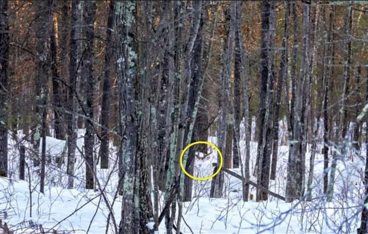 hidden_deer_found_in_picture.jpg