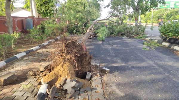 जेएलएन रोड पोददार स्कूल के बाहर सड़क पर पेड़ गिरने से लोगों की आवाजाही बाधित हुई।