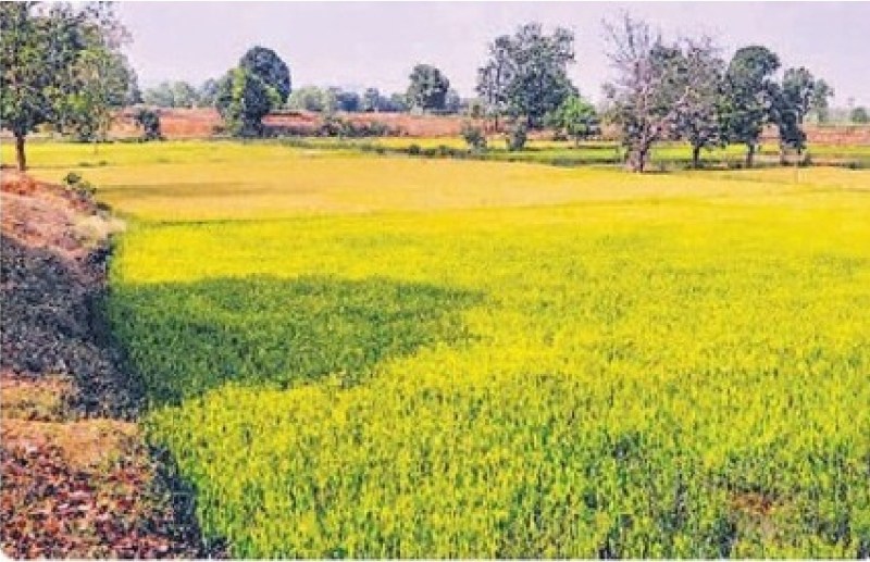 These questions arise in everyone's mind on seeing the farm of this village...? will believe after reading