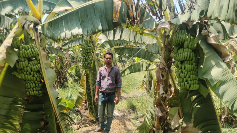 कोविड काल में छूटी जॉब तो खेती को अपनाया, डेढ़ एकड़ में केले की लहलहा रही फसल