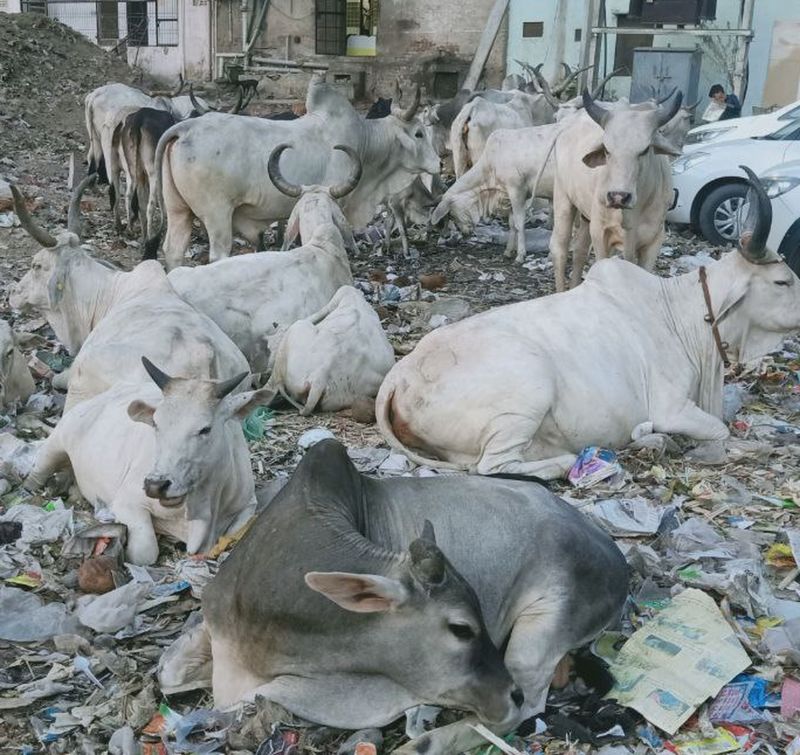 लम्पी स्किन डिजीज की रोकथाम एवं नियंत्रण के लिए चलेगा अभियान, जिले में 2 लाख से अधिक गौवंश का होगा टीकाकरण