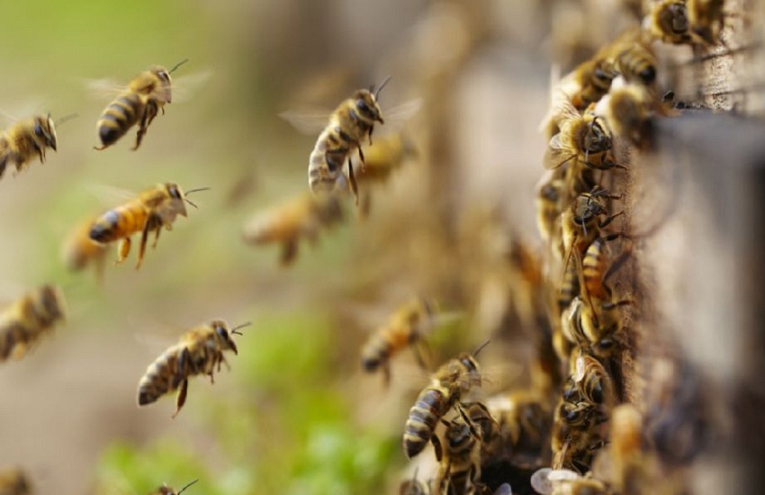 मधुमक्खियों ने मजदूरों पर बोला हमला , 12 मजदुर हुए घायल 4 गंभीर