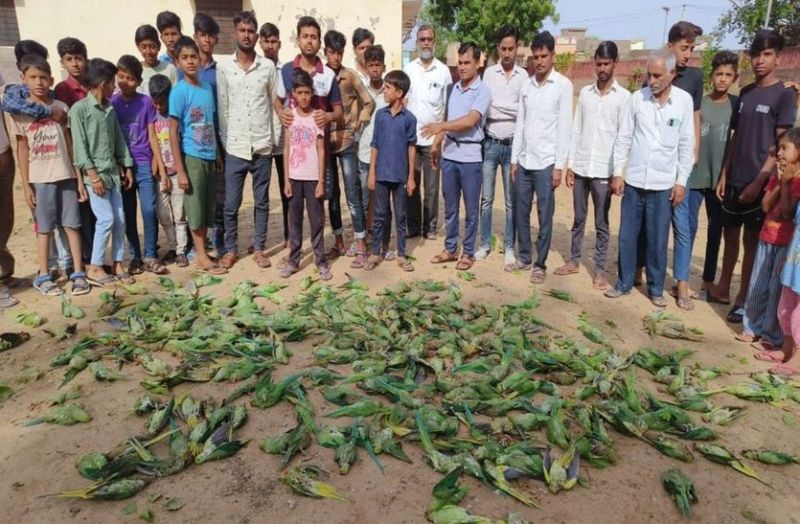 पक्षी बने काल का ग्रास: तेज अंधड़ से 350 तोतों की मौत