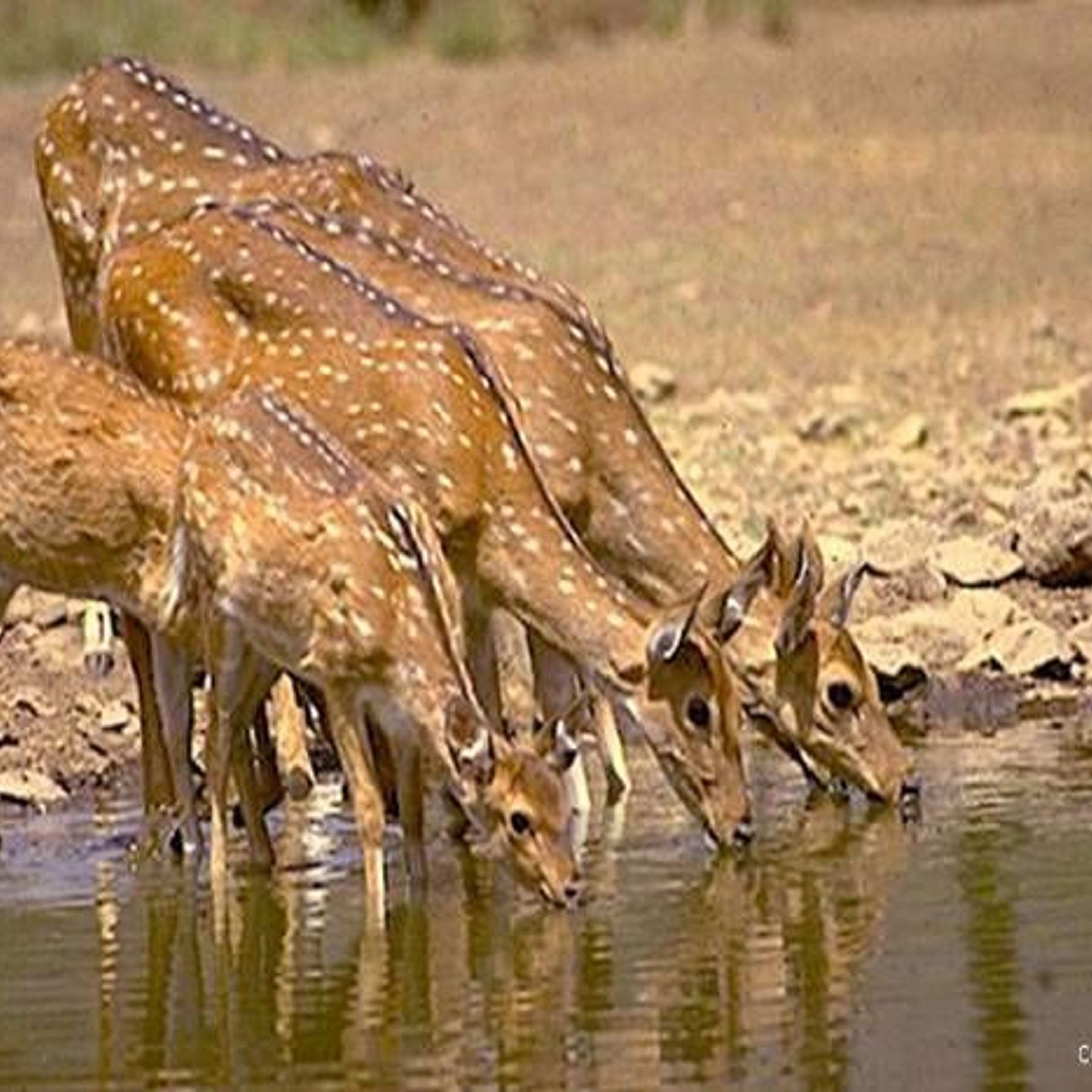 wildlife census : प्रदेश के इस जिले में कितने वन्यजीव बढ़े या घटे 4 को करेंगे गिनती