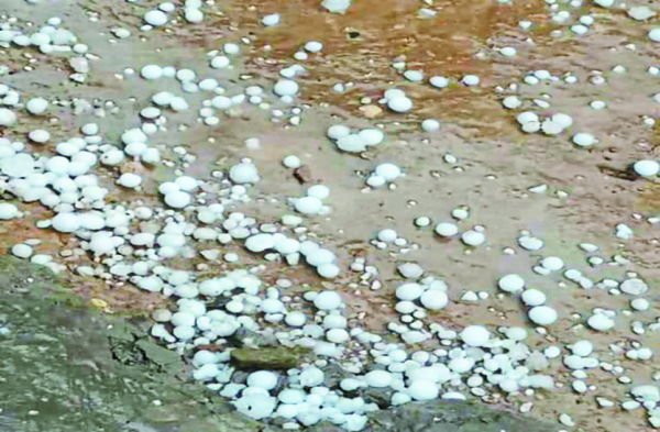 Patrika Photo Gallery:  अंधड़ का कहर: सैकड़ों खम्भे धराशायी, तार टूटे, बिजली तंत्र तहस-नहस