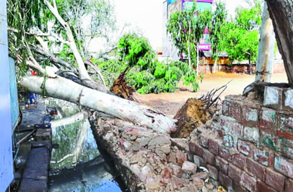 Patrika Photo Gallery:  अंधड़ का कहर: सैकड़ों खम्भे धराशायी, तार टूटे, बिजली तंत्र तहस-नहस