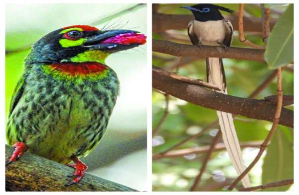 raipur birds