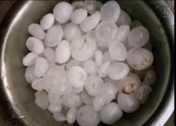 नाचना क्षेत्र में गिरे ओले