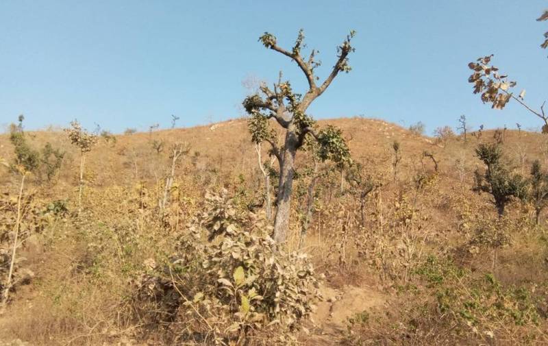 कांठल के जंगलों में गत वर्षों से कटाई से कम हो रही है हरियाली