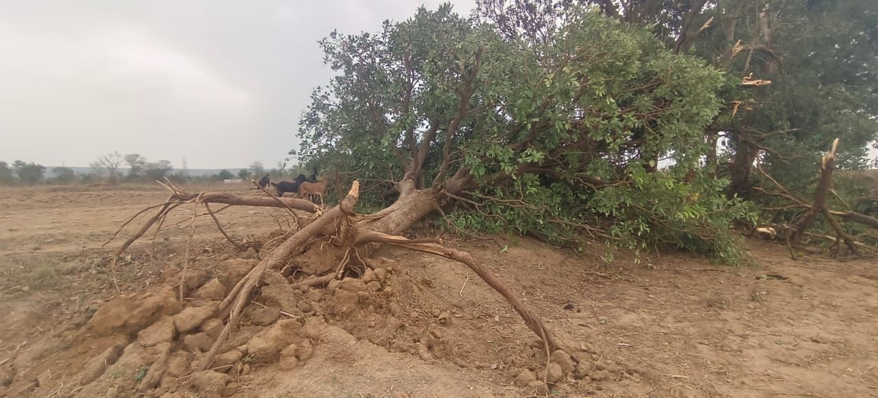 sidhi: Cyclone Orgy in Bhitari village