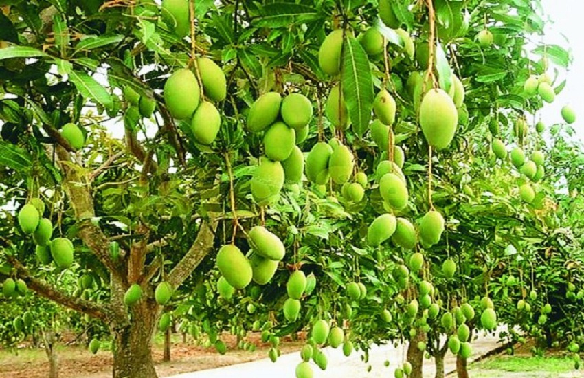 There is a huge demand for Dussehri mangoes of Korba, the farmers themselves are doing all the work from cultivation to supply.