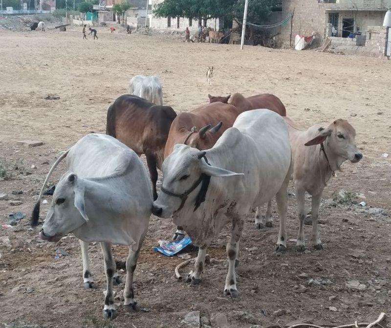 बाड़मेर में गोवंश पर फिर मंडराया लम्पी का खतरा, हालात बिगडऩे से पहले ही चेता विभाग, वैक्सीनेशन शुरू