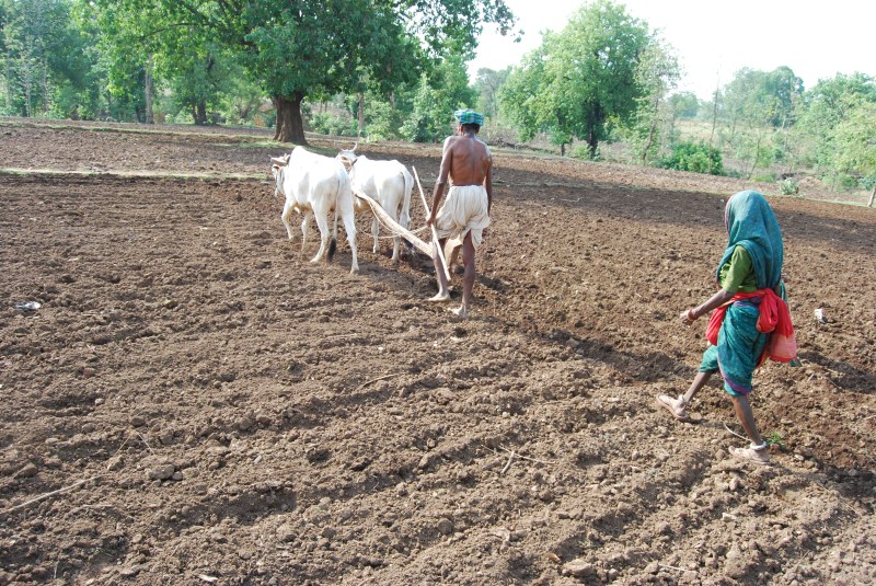 दलहनी फसलों का रकबा बढ़ाया, सोयाबीन के रकबे में कोई बढ़ोत्तरी नहीं