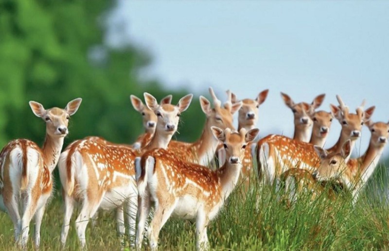 A net was placed between the forest or road, yet 10 died in 3 months