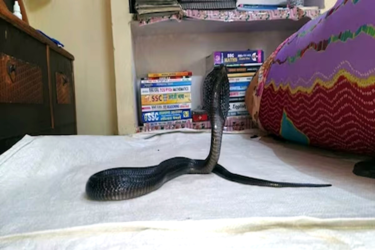4 feet tall black king cobra seen in Kota