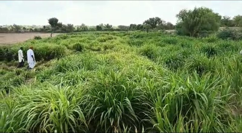 नेपियर से दुग्ध उत्पादन में बढ़ोतरी