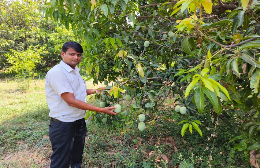 Tikamgarh's langda is special for mango lovers