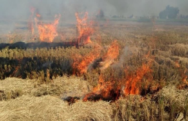 Half dead body of elderly woman found