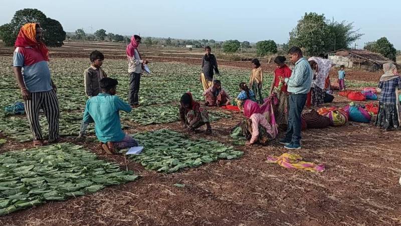 समस्या: मौसम से कहीं बिगड़ ना जाए तेंदुपत्ता